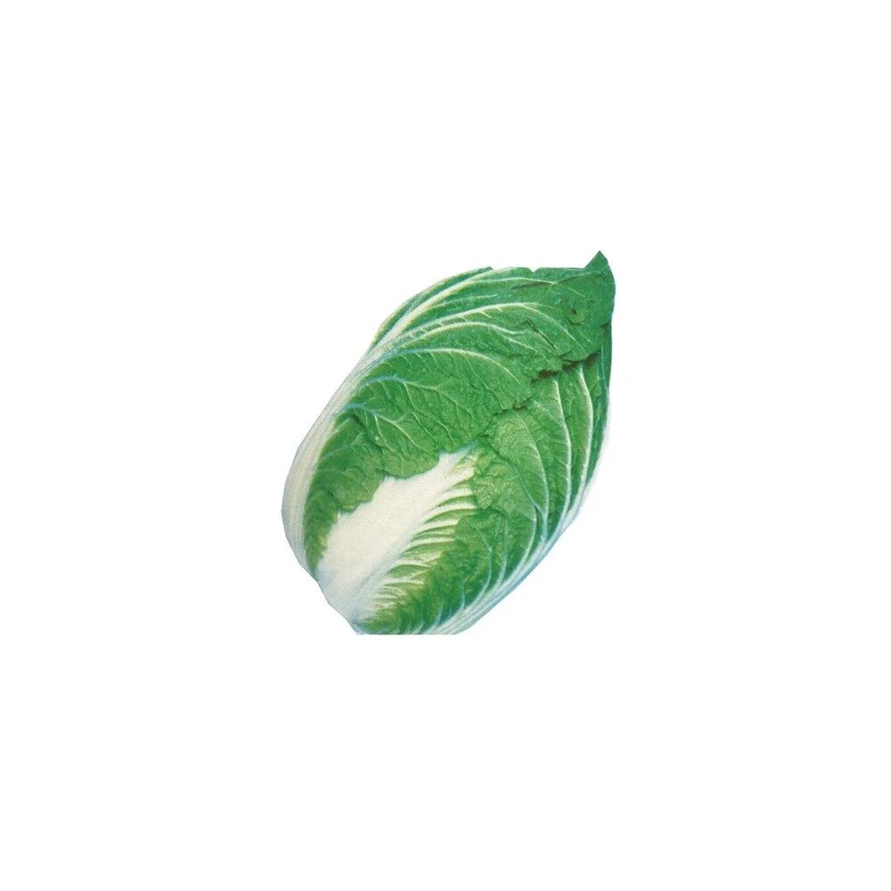 F1あごおちサラダ白菜 1.5ml(約350粒) - 光郷城 畑懐