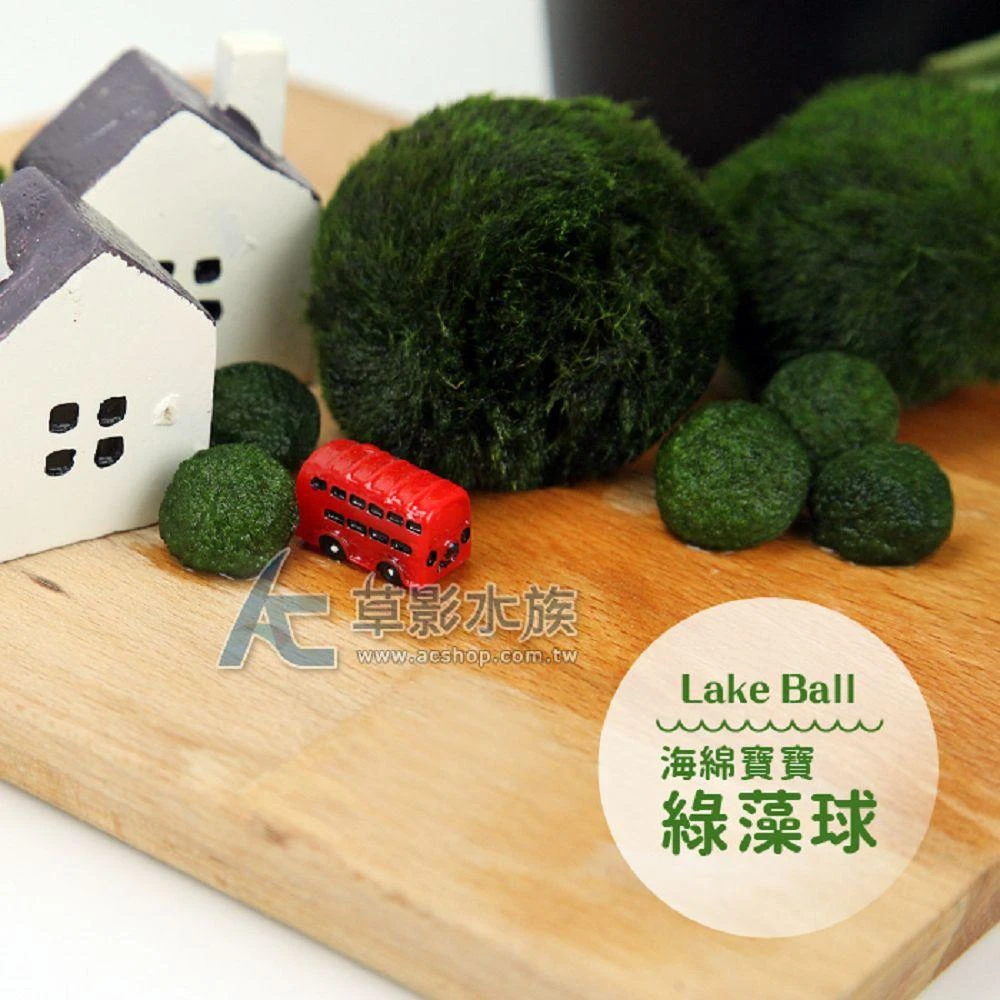 海綿寶寶綠藻球（M）(AC草影)