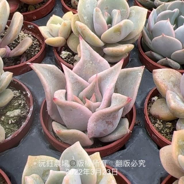 多肉植物  ❤️マディバ ❤️ 饺子皮❤️1大頭15cm拔キ苗 沅鈺農場多肉植物一吋盆/🌟馬迪巴/餃子皮🌟
