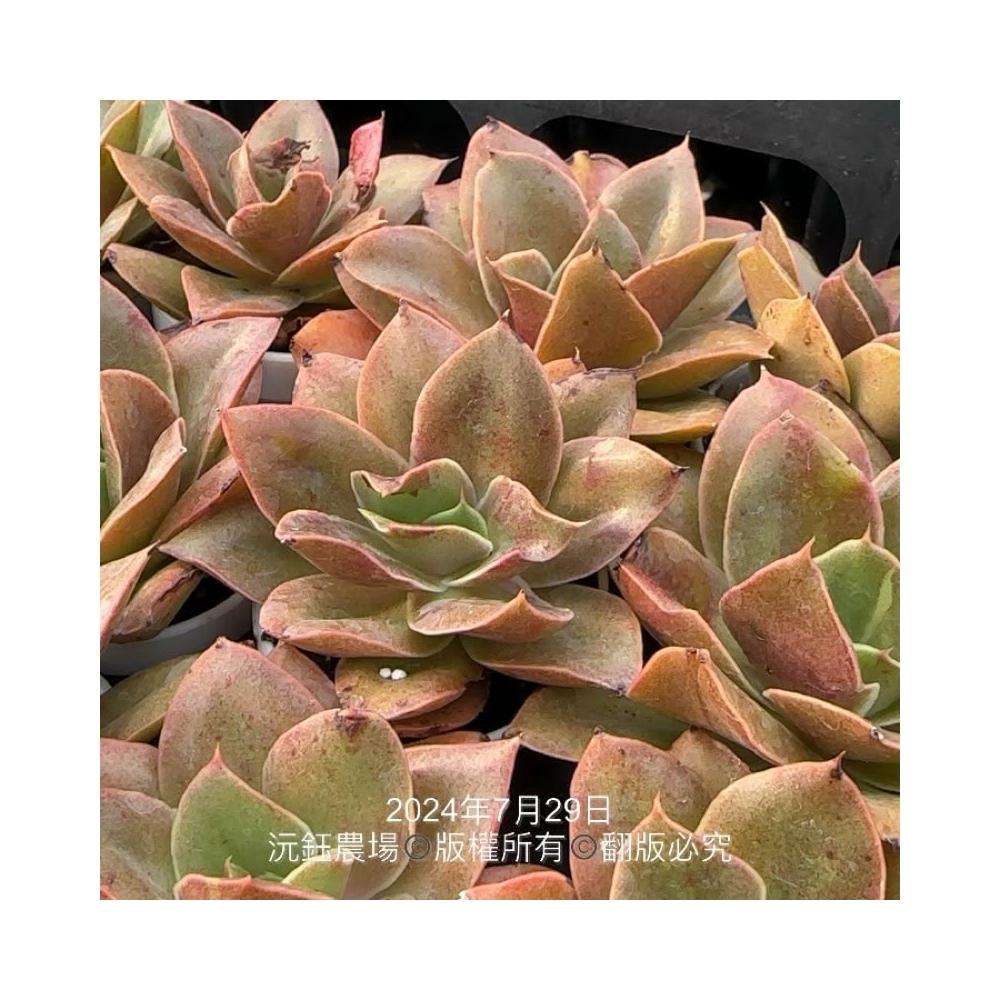 沅鈺農場多肉植物一吋盆/高砂紅