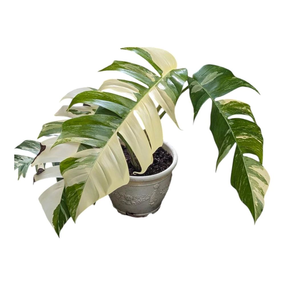 【RITAO CHAN公式アカウント04】◆端渓硯（鷓鴣斑・蕉葉白／十吋） 開心農元-觀葉植物- 斑葉鳥蕉Heliconia 'Variegated Nickeriensis