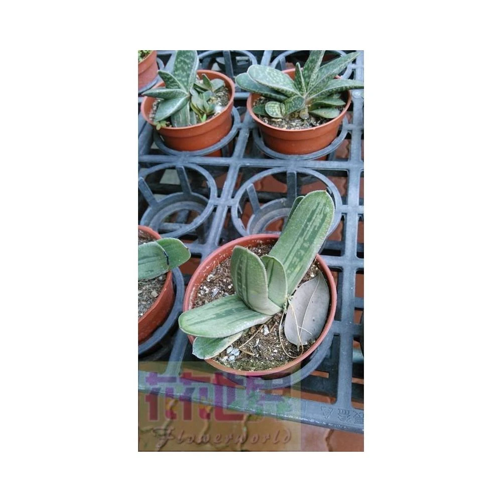 花森好市-多肉植物* 迷你蓮錦3吋盆高5-10cm 小巧多肉植物* 好療癒-1