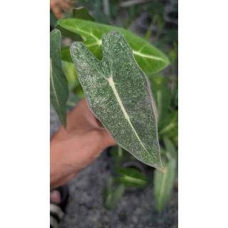 開心農元-觀葉植物- 斑葉鳥蕉Heliconia 'Variegated Nickeriensis