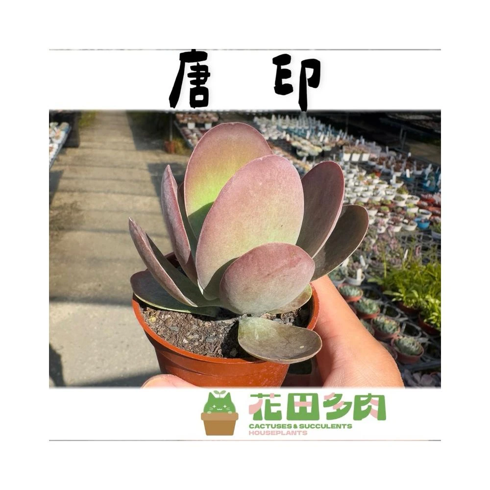 花田多肉》🌵【胡椒木】3吋盆芸香科/觀葉植物/戶外植物