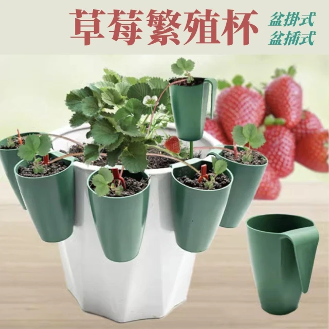 【欣榮園藝資材行】草莓繁殖杯 贈草莓插 育苗杯 育苗盆 繁殖盆 走莖繁殖杯 繁殖杯 種植杯 草莓育苗盆