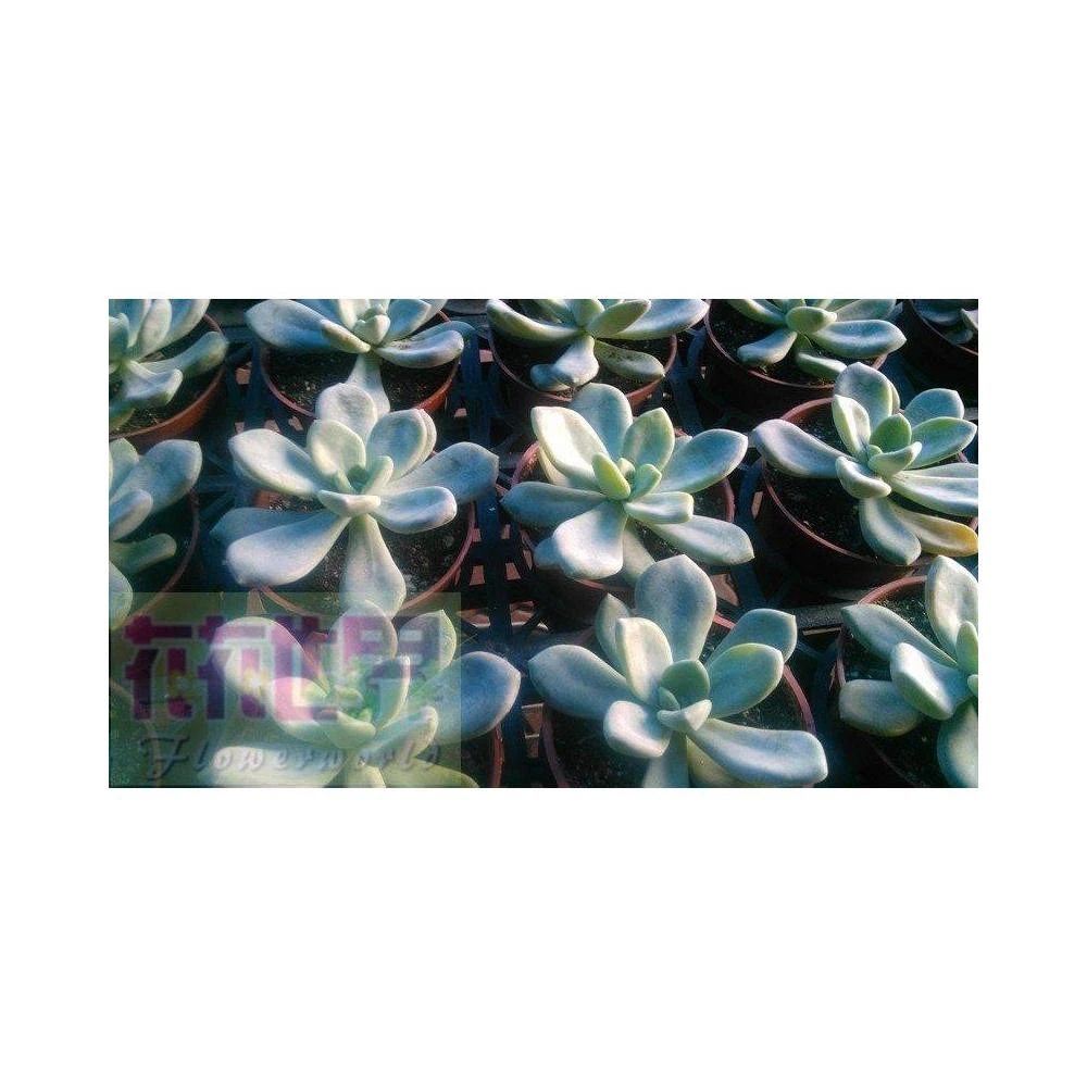 花森好市-多肉植物* 迷你蓮錦3吋盆高5-10cm 小巧多肉植物* 好療癒-1