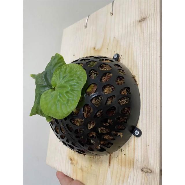 欣榮園藝資材行】全館599免運上鹿神球15cm 鹿角蕨上板亞猴球上鹿神器