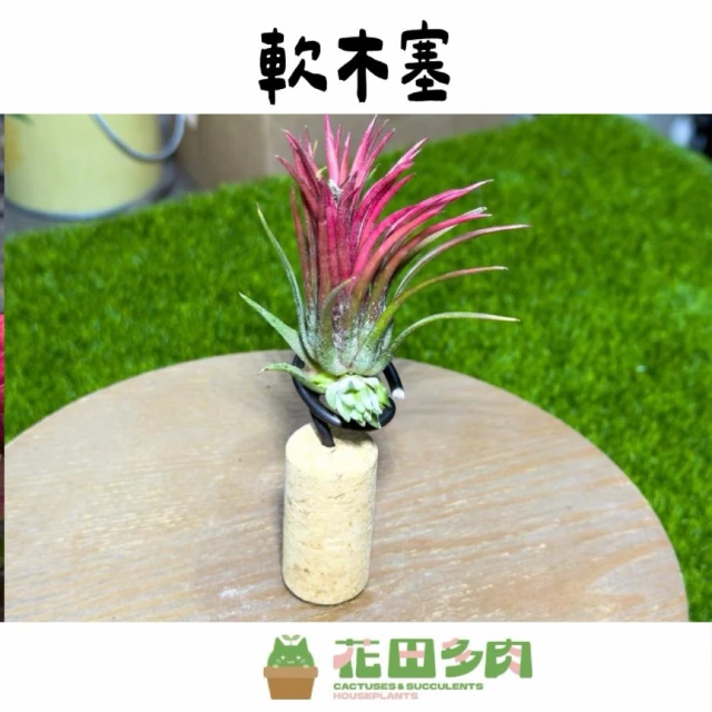 《花田多肉》🌵【軟木塞】 空鳳/空氣鳳梨/花架/多肉/仙人掌/園藝/盆栽/資材/擺飾/組盆/綠線