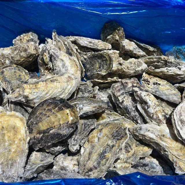 日本生食級全殼生蠔 10顆裝 100150