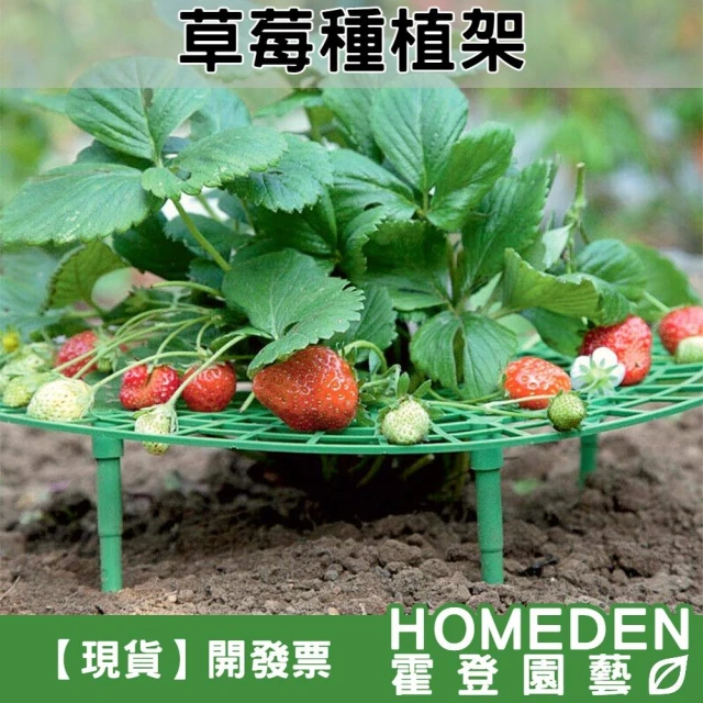 草莓種植架 草莓果實固定 草莓果實離地支架 圓形托盆 草莓架 草莓架高墊 水果支架【HOMEDEN霍登園藝】