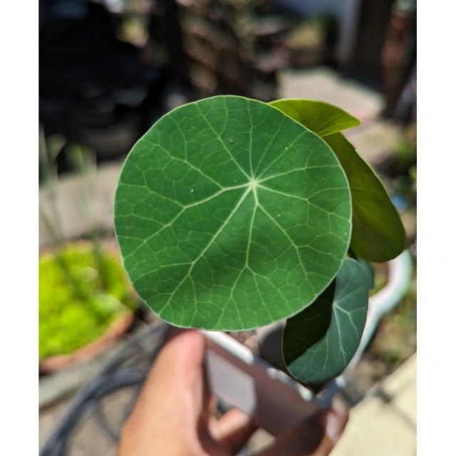 開心農元-觀葉植物-  圓葉山烏龜 🐢🐢🐢🐢🐢 塊根植物