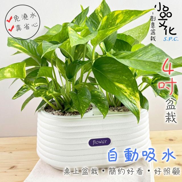 小品文化｜黃金葛4.5吋盆栽｜免澆水盆栽觀葉植物室內植物桌上盆栽懶人